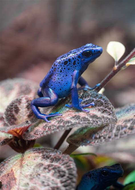 Ces 7 animaux au pénis extraordinaire